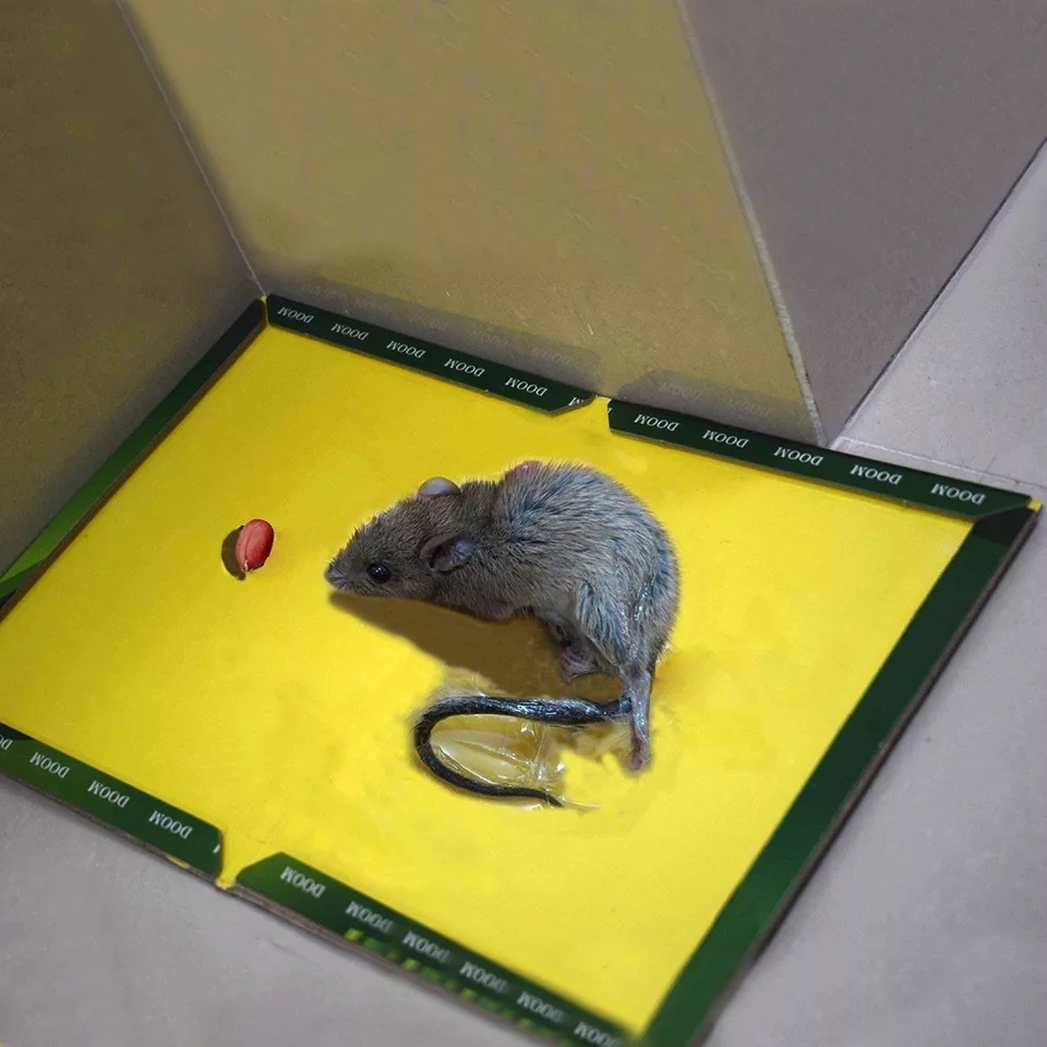 Mouse and Rat Glue Board  (Book Type) buy online in Pakistan